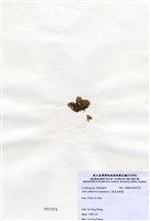 藏品(寬角叉珊藻)的圖片